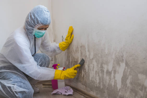 Best Attic Mold Removal  in Elgin, OK